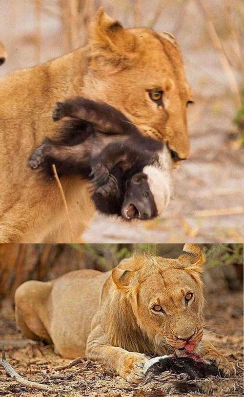 带你吃瓜奇葩动物2,揭秘带你吃瓜奇葩动物2中的神秘生物