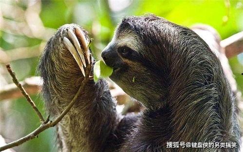 带你吃瓜奇葩动物2,揭秘带你吃瓜奇葩动物2中的神秘生物