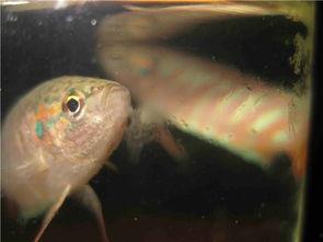 什么鱼吃白瓜虫,揭秘捕食者鱼类如何控制虫害