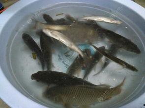 什么鱼吃白瓜虫,揭秘捕食者鱼类如何控制虫害