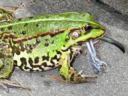 吃瓜青蛙同款,揭秘网红现象背后的秘密