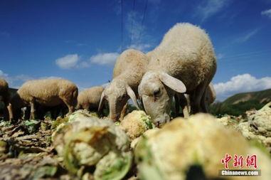 喂羊吃的瓜,喂羊瓜果香满园