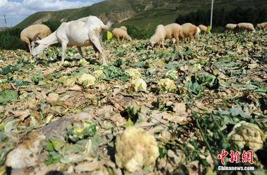 喂羊吃的瓜,喂羊瓜果香满园
