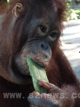 适合动物吃的瓜,盘点适合动物食用的美味瓜类