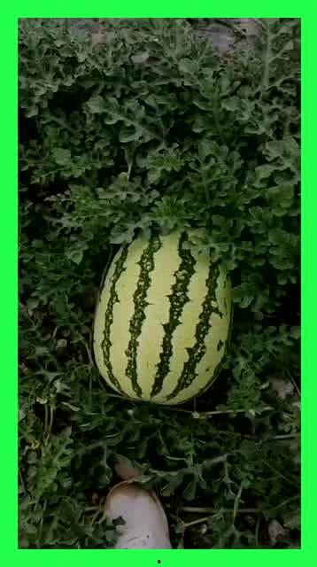 哪里都有人吃瓜,揭秘网络时代的“瓜文化”现象