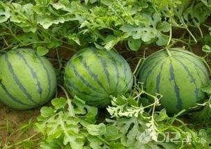 吃瓜啊吃瓜,揭秘娱乐圈那些事儿