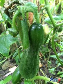 民以食为天吃瓜视频,揭秘吃瓜视频背后的美食文化