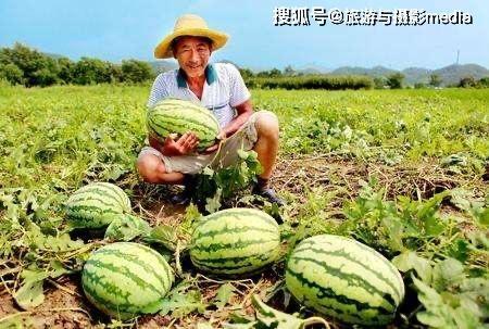 路边吃瓜歌曲,笑谈人间百态