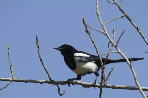 陕西吃瓜喜鹊视频