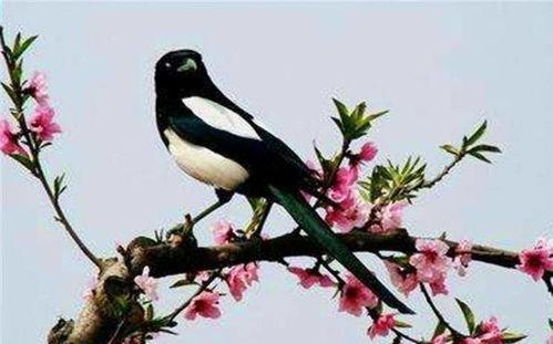 陕西吃瓜喜鹊视频