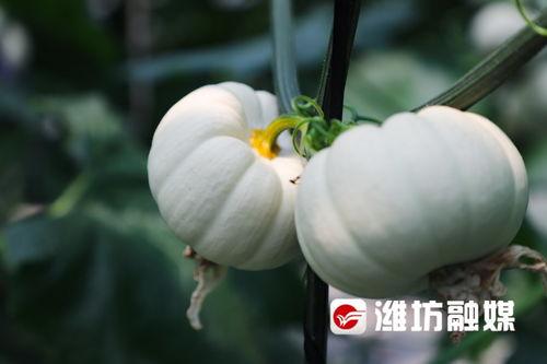 最新潍坊吃瓜事件,揭秘背后真相与网络热议