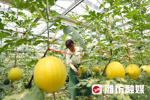 最新潍坊吃瓜事件,揭秘背后真相与网络热议