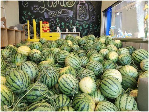 光阴里吃瓜,那些年我们一起吃过的瓜