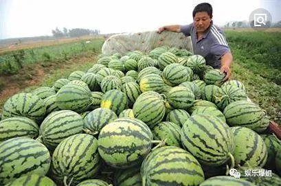 光阴里吃瓜,那些年我们一起吃过的瓜