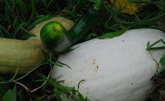 东北吃雪瓜视频大全,雪瓜视频大全大赏