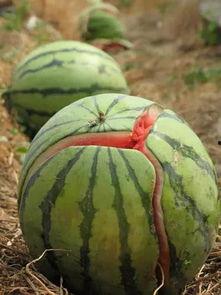 吃瓜又信瓜是什么意思,网络流行语的内涵与现象分析