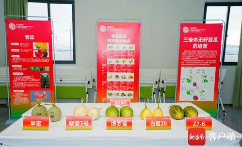 吃瓜展览,一场别开生面的吃瓜文化盛宴