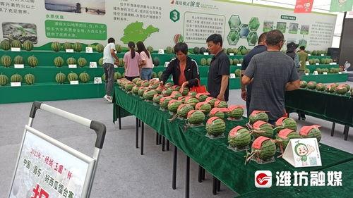 吃瓜展览,一场别开生面的吃瓜文化盛宴