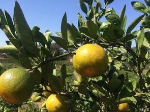 寿光橘瓜怎么吃,解锁美味新体验