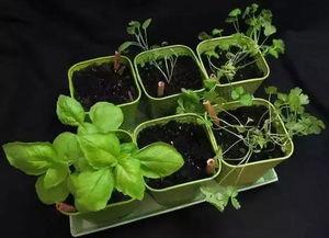 辽阳理工吃瓜,一场吃瓜大戏的幕后真相