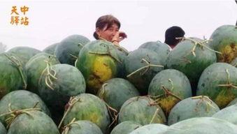 富国街吃瓜现场视频