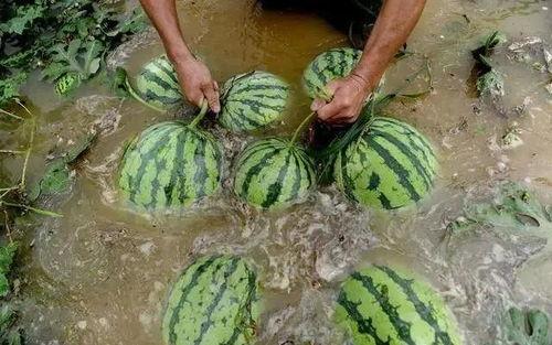 天灾囤货吃瓜,全民应对灾难的智慧生活