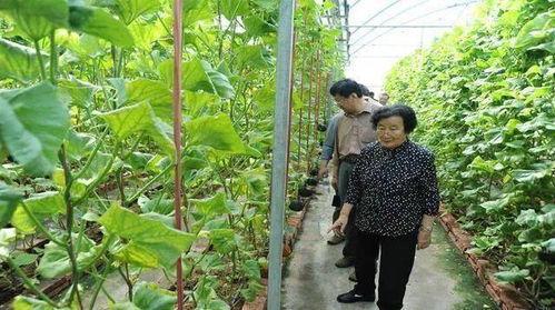 吃瓜全文阅读,揭秘娱乐圈背后的真相与秘密