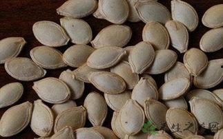 吃角瓜籽的角瓜能吃角瓜吗,探究同源食材的食用奥秘