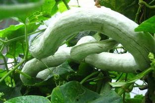 蛇瓜吃啥,揭秘蛇瓜的多样食法与搭配