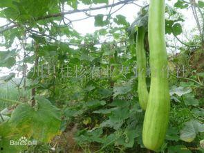 砍瓜老了怎么吃砍瓜的家常做法,家常美味解锁砍瓜新境界