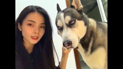 吃瓜哈士奇掉河里,吃瓜群众见证救援瞬间