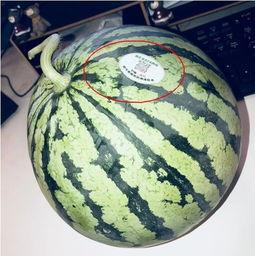 南汇警察吃瓜,网络热议背后的真相与反思