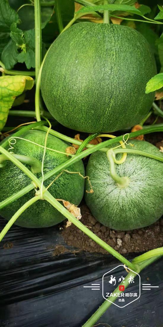 巨型吃瓜图,揭秘瓜界奇观背后的故事