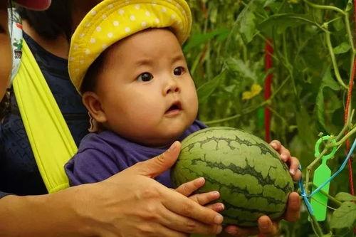 永久吃瓜群,网络社交新现象背后的故事