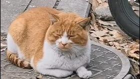 蜜袋鼯吃瓜,蜜袋鼯的夏日瓜果盛宴