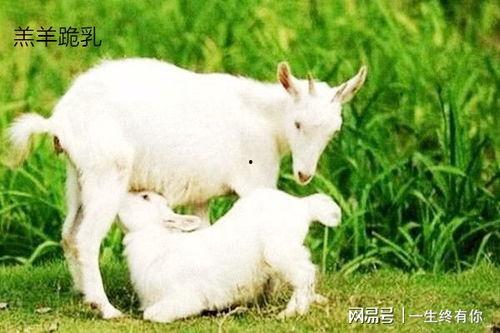 小羊没烦恼的吃瓜,快乐吃瓜日常