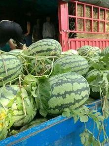 专业吃瓜bot  第3张