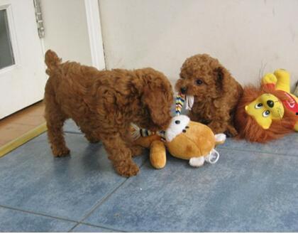 泰迪吃瓜事件,宠物界的“瓜王”诞生记