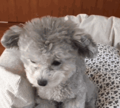 泰迪吃瓜事件,宠物界的“瓜王”诞生记  第2张