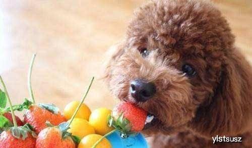 泰迪吃瓜事件,宠物界的“瓜王”诞生记  第3张