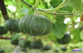 同台吃瓜  第2张