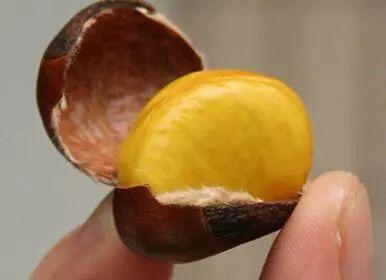 小板栗吃瓜,揭秘瓜果界的甜蜜诱惑  第2张