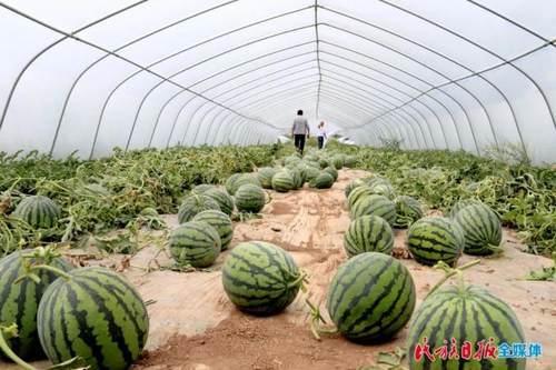 吃瓜街溜子,揭秘街头巷尾的趣味生活