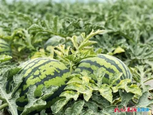 吃瓜街溜子,揭秘街头巷尾的趣味生活  第2张