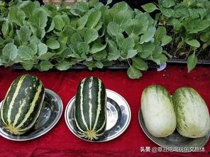 吃瓜街溜子,揭秘街头巷尾的趣味生活  第3张