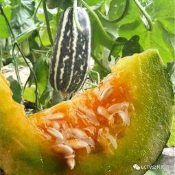 清澈吃瓜,揭秘吃瓜群众的趣味生活  第1张