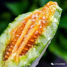 清澈吃瓜,揭秘吃瓜群众的趣味生活  第2张