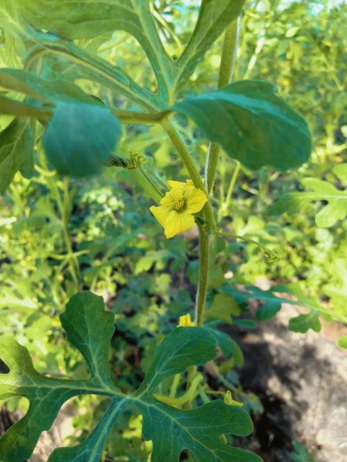 清澈吃瓜,揭秘吃瓜群众的趣味生活  第3张