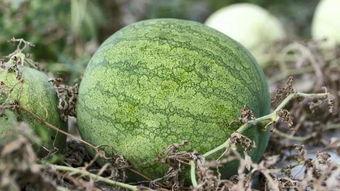 大板瓜可以吃吗