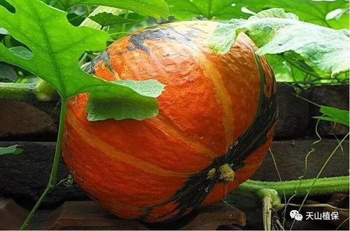 大板瓜可以吃吗  第2张